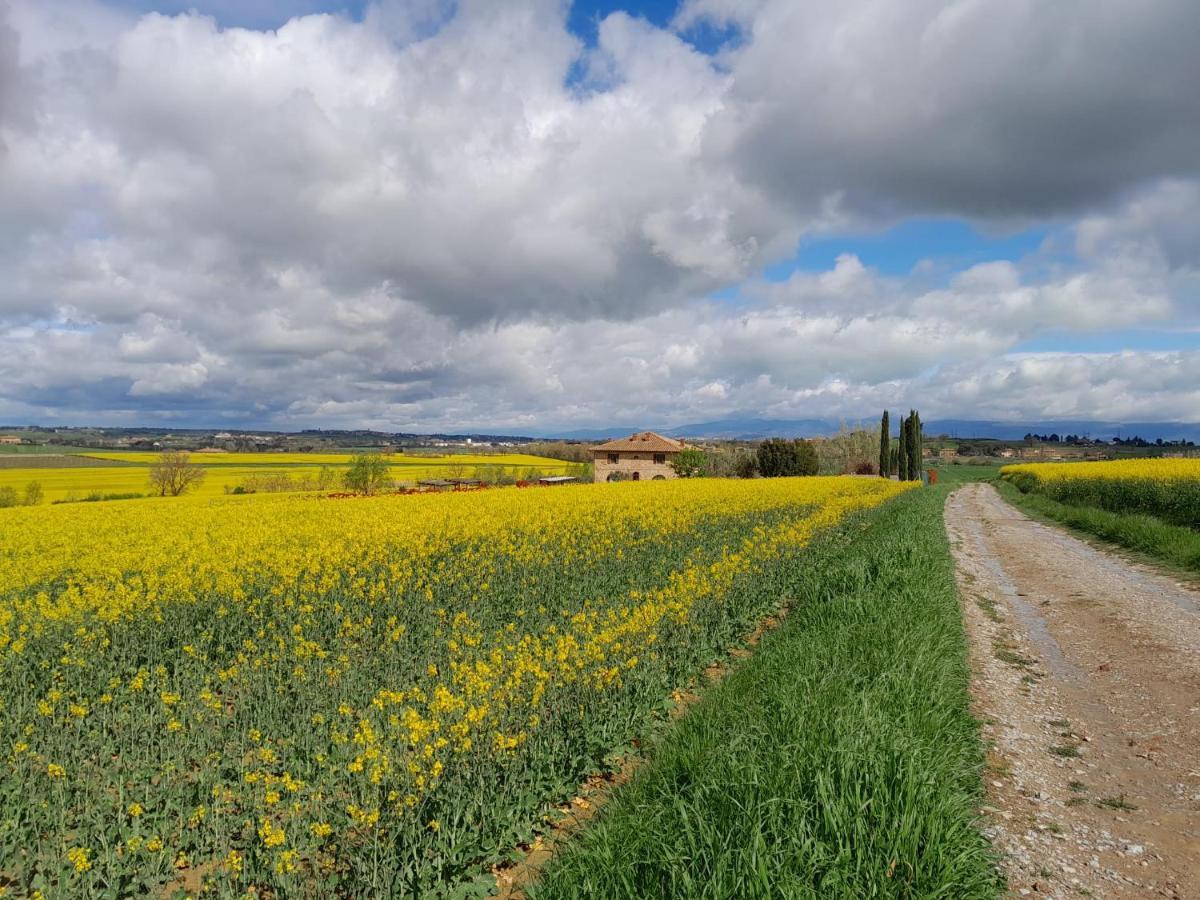 Podere Molinaccio Panicale Eksteriør bilde