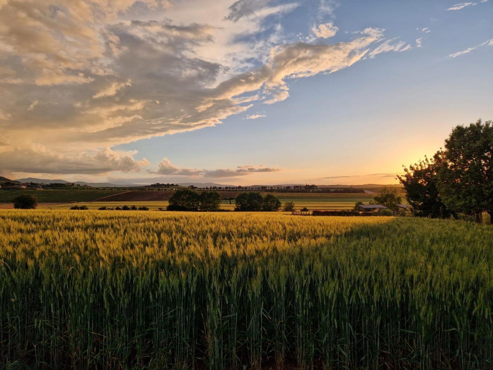Podere Molinaccio Panicale Rom bilde